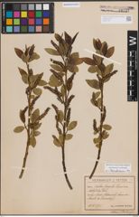 Foto von Salix fragilis L.